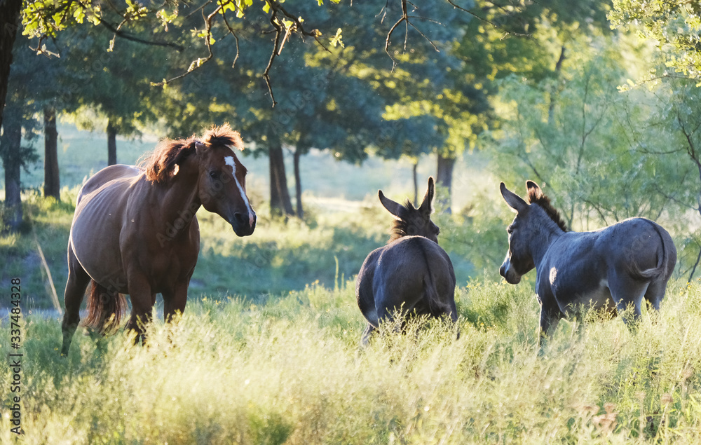 Horse with ears pinned chasing off mini donkeys, chaos in farm pasture. Horse with ears pinned chasing off mini donkeys, chaos in farm pasture.