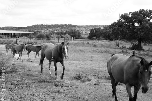 Small herd of horses walking through rural field in black and white.