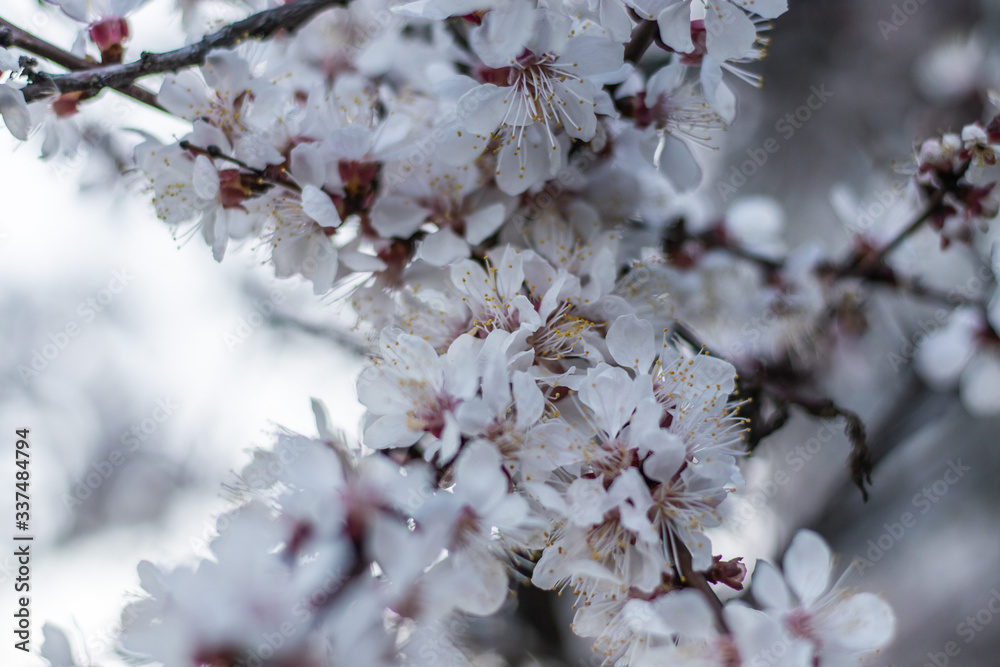 Apricot tree White Spring flowers with soft focus a branch