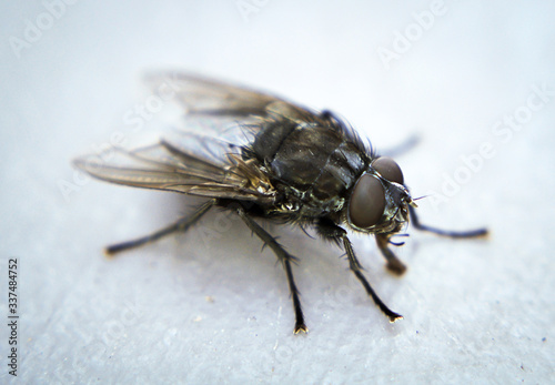 House Fly Up Close  © Mainely Photos