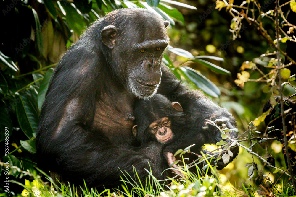 Chimpanzee mother and baby, Chester zoo, Cheshire, England Chimpanzee mother and baby, Chester zoo, Cheshire, England
