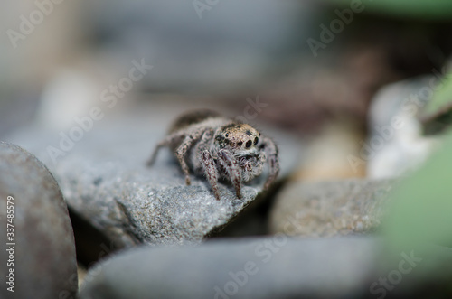 Jumping Spider Up Close 