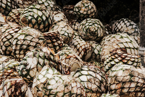 Tequila Agave in distillery waiting for processing, Jalisco Mexico © Marcos