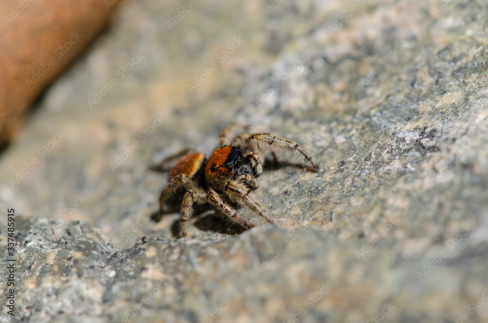 Obraz premium Jumping Spider Up Close 