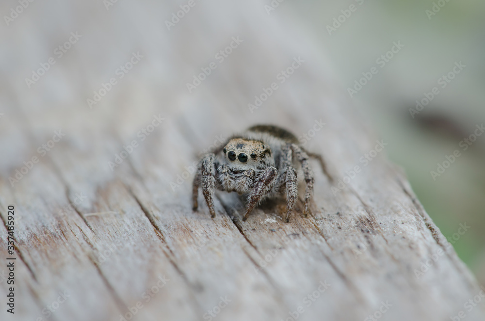 Jumping Spider Up Close Jumping Spider Up Close