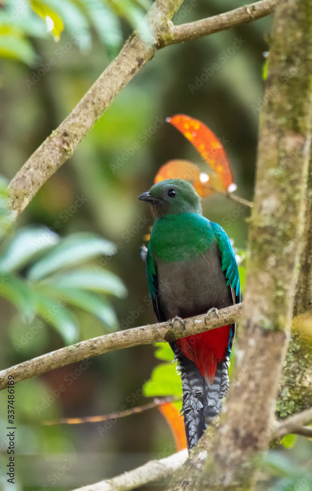 Female Resplendent Quetzal sits with feet spread wide displaying her red belly feathers