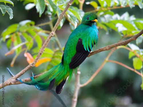 Male Resplendent Quetzal looks over right shoulder while sitting on woody branch