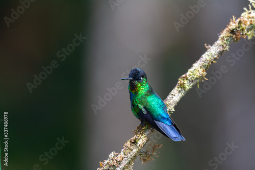 Fiery-throated Hummingbird rests on mossy branch with head turned to the left photo