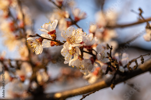 White flowers of apple trees in early spring.