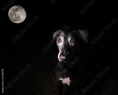 black dog portrait