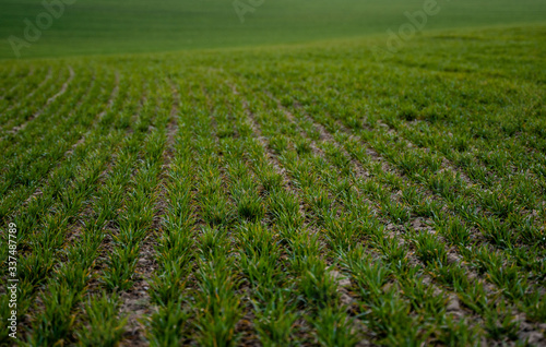 Young green wheat seedlings growing on a field. Agricultural field on which grow immature young cereals, wheat. Wheat growing in soil. Close up on sprouting rye on a field in sunset. Sprouts of rye. © Volodymyr