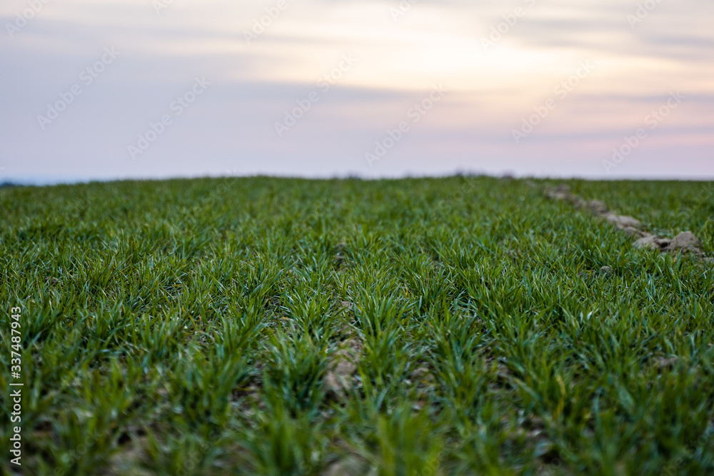 Obraz premium Young green wheat seedlings growing on a field. Agricultural field on which grow immature young cereals, wheat. Wheat growing in soil. Close up on sprouting rye on a field in sunset. Sprouts of rye.