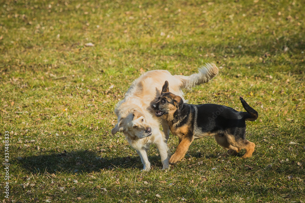 Two dogs playing on a grass field. Young german shepherd and golden retriever are playing with each other. Shepherd attacking and biting the other dog in the neck. Two dogs playing on a grass field. Young german shepherd and golden retriever are playing with each other. Shepherd attacking and biting the other dog in the neck.