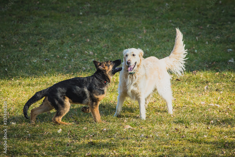 Two dogs playing on a grass field. Young german shepherd and golden retriever are playing with each other. Fun on grass and sun. Two dogs playing on a grass field. Young german shepherd and golden retriever are playing with each other. Fun on grass and sun.
