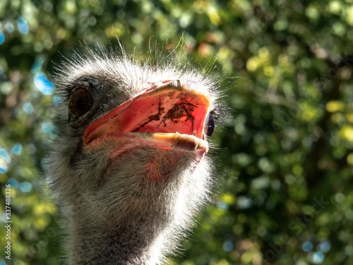 Close-up portrait of an ostrich with an open beak. © simta
