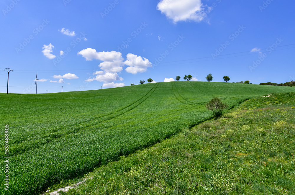 idyllic blue sky over the meadow