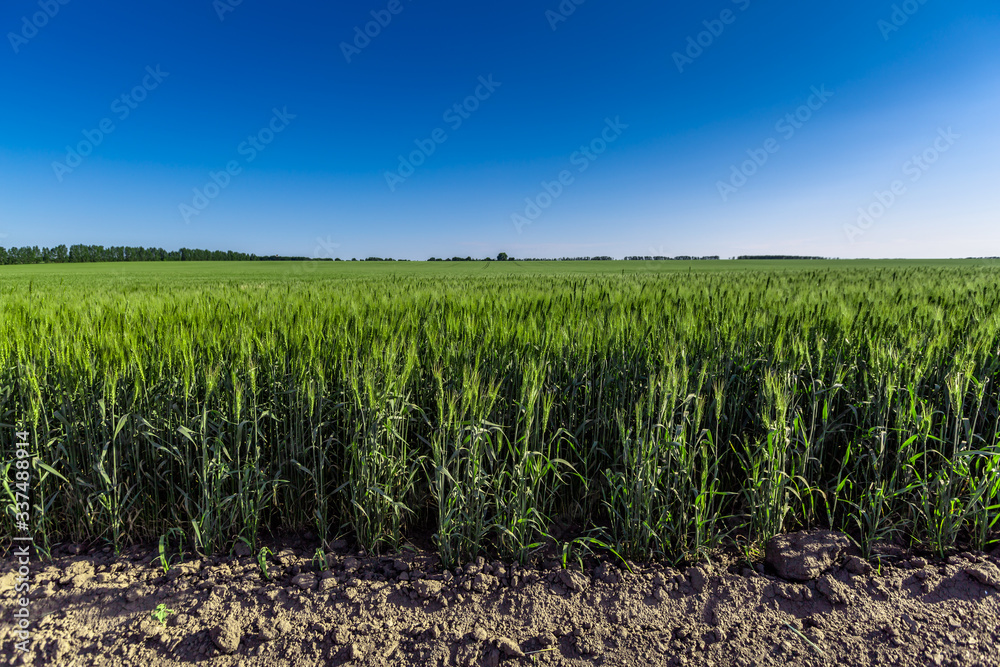 wheat field and blue sky wheat field and blue sky