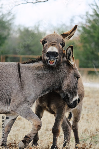 Funny mini donkeys playing and smiling in rural pasture.