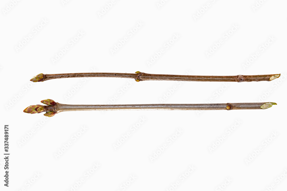 Fototapeta premium Norway maple (Acer platanoides) branch isolated on a white background.