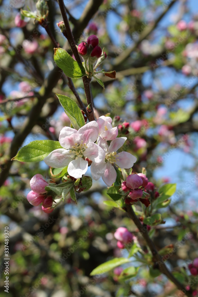 Fleurs de pommier Fleurs de pommier