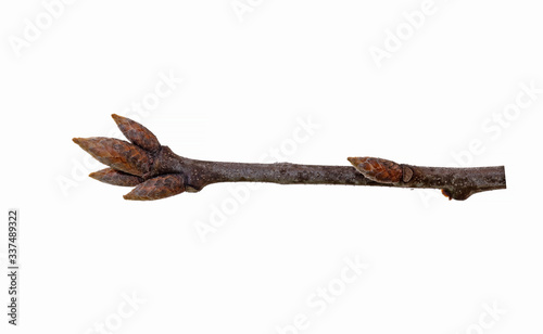 Northern red oak (Quercus rubra) bud branch isolated on a white background.