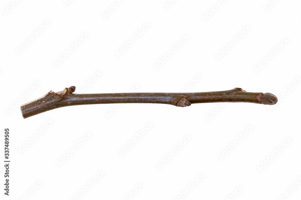 Branch with buds Persian walnut (Juglans regia) isolated on a white background. Branch with buds Persian walnut (Juglans regia) isolated on a white background.