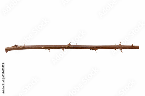 Thorns branch isolated on a white background. Twig with thorns isolated on white background. 