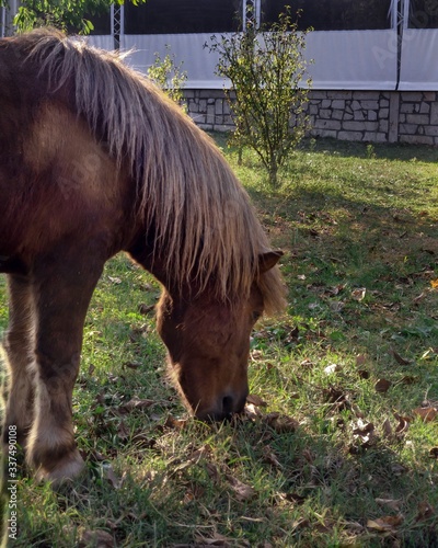 horse eating grass