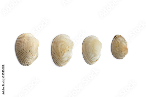 sea ​​shells simple few mollusk half isolate on a white background