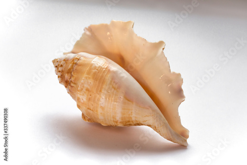 seashell mollusk isolate on a white background listen to the sound of the sea