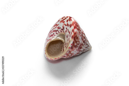 seashells trochus mollusk isolate on white background photo