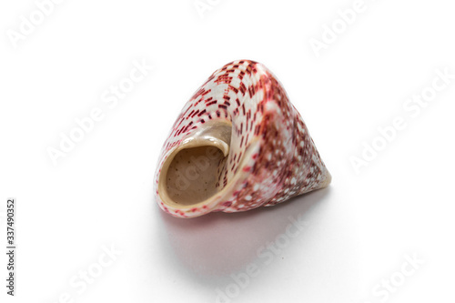 seashells trochus mollusk isolate on white background photo