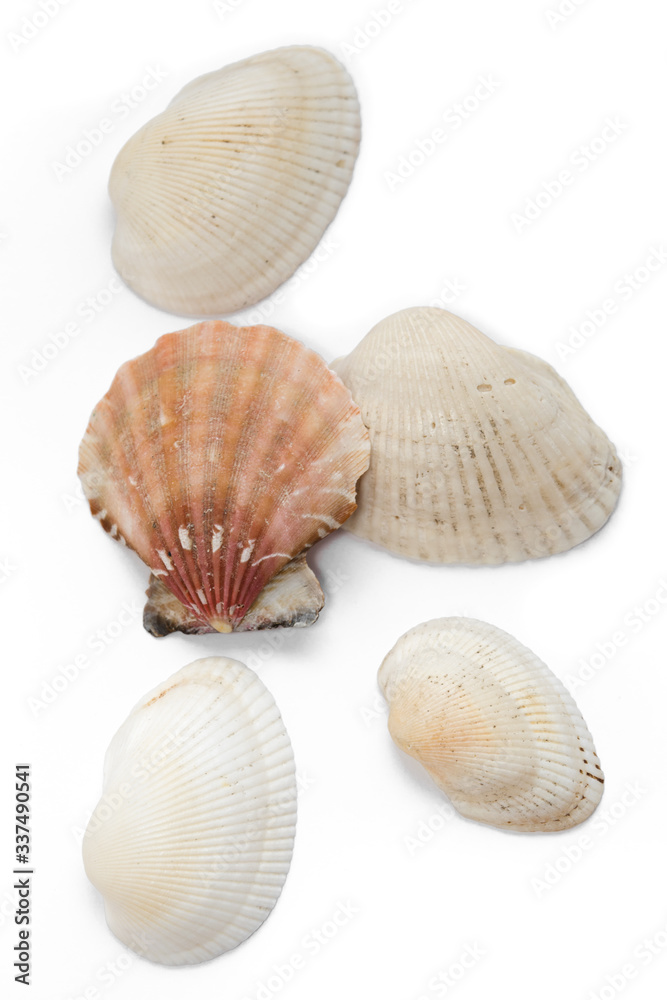 seashells several isolate on a white background mollusk red pink top view side to bottom seashells several isolate on a white background mollusk red pink top view side to bottom