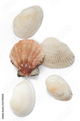 seashells several isolate on a white background mollusk red pink top view side to bottom