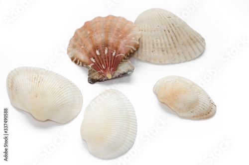 seashells several isolate on a white background mollusk red pink top view side to bottom