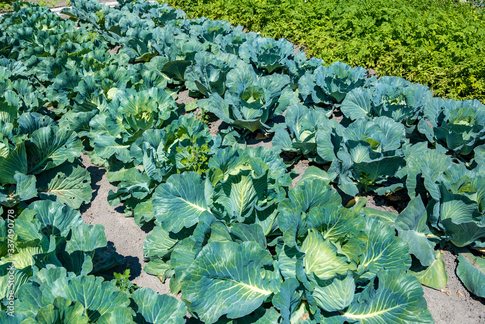 environmentally friendly cabbage product on the bed environmentally friendly cabbage product on the bed
