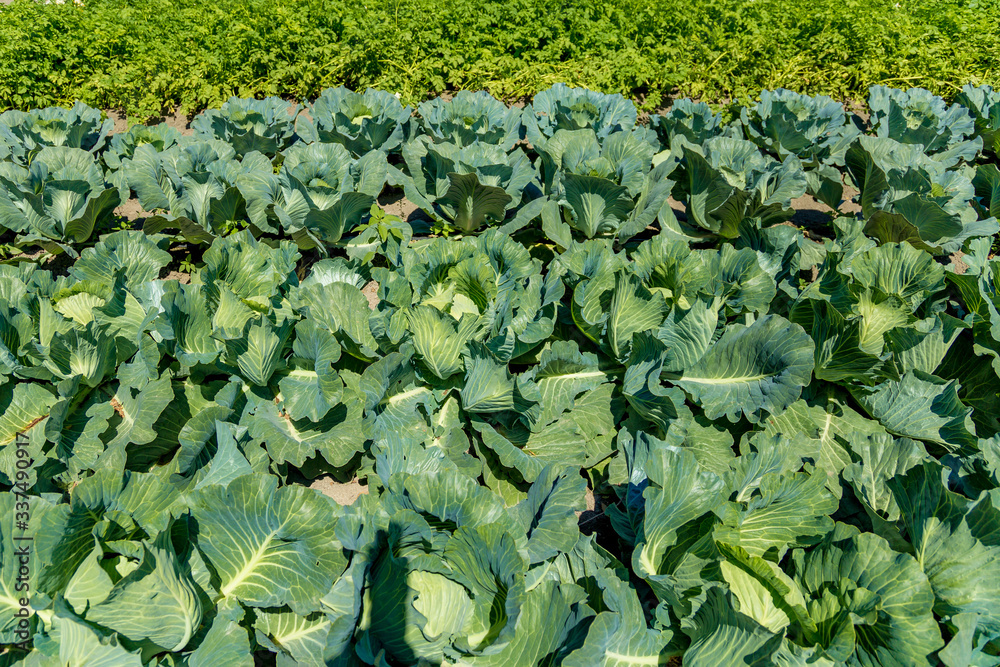 environmentally friendly cabbage product on the bed