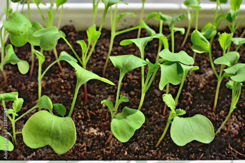 Radish seedlings close up growing on the windowsill