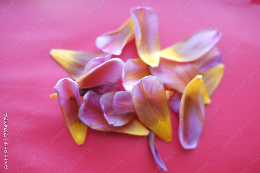 Fototapeta premium outdoors