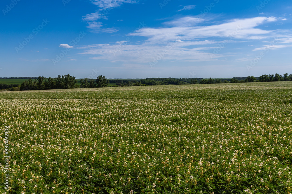 Field with white lupine crops