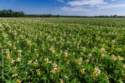 Field with white lupine crops