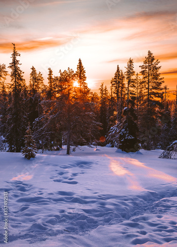 Beautiful winter sunset in Lapland forest