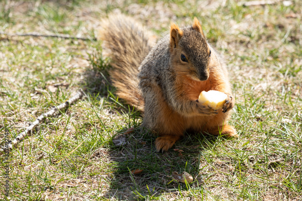 eastern fox squirrel looking for food in the park on a sunny day eastern fox squirrel looking for food in the park on a sunny day