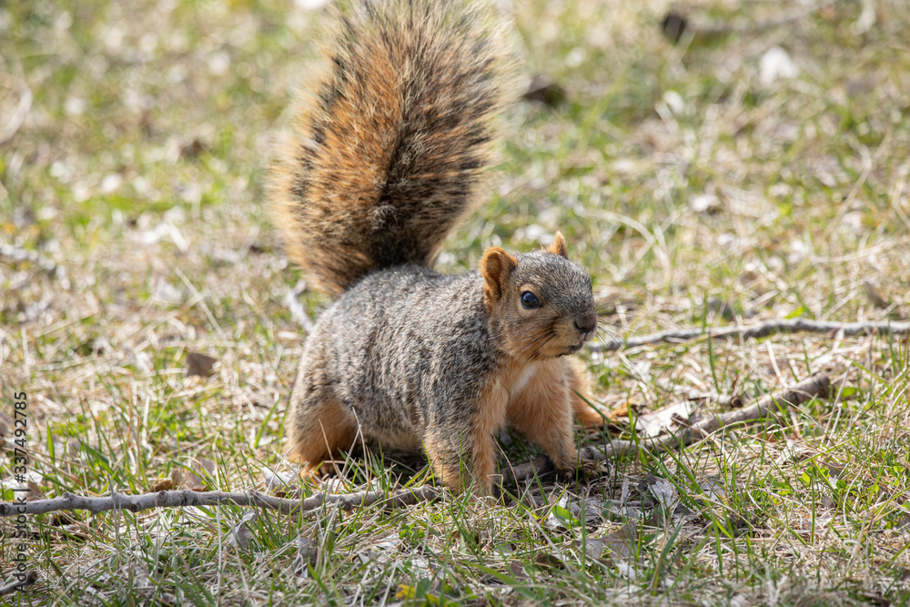 eastern fox squirrel looking for food in the park on a sunny day eastern fox squirrel looking for food in the park on a sunny day