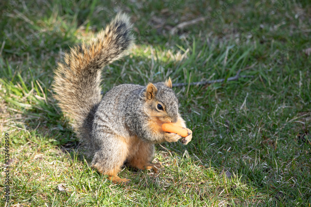 eastern fox squirrel looking for food in the park on a sunny day eastern fox squirrel looking for food in the park on a sunny day