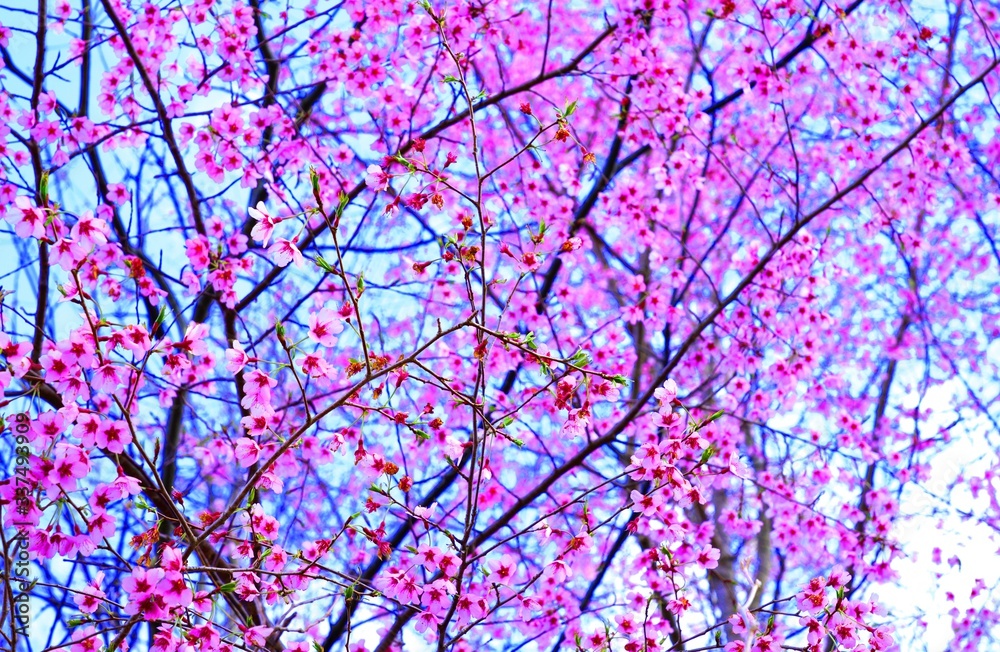 Branches of colorful pink cherry blossoms from a prunus tree in the spring Branches of colorful pink cherry blossoms from a prunus tree in the spring