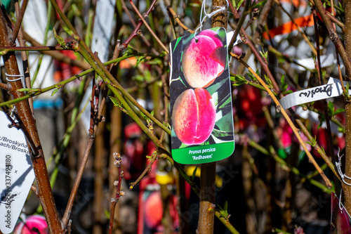 Price tag of Prunus Persica Redhaven in garden store in Wrocław, Poland. photo