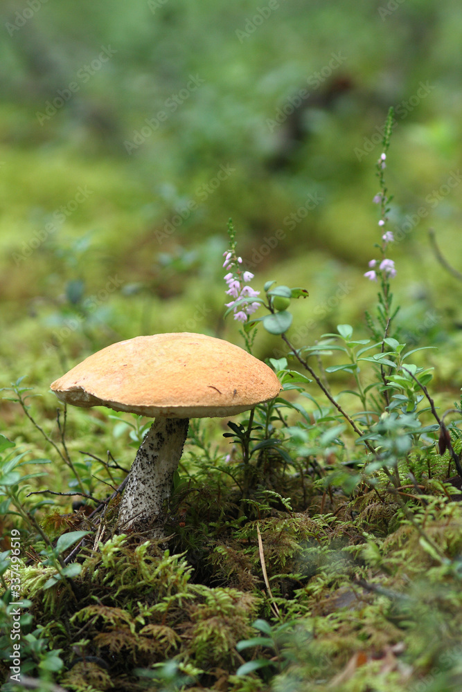 boletus mushroom growing in wild forest boletus mushroom growing in wild forest