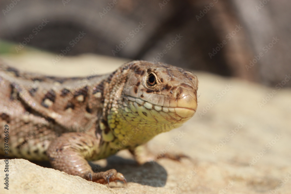 Curiously femail sand lizard Curiously femail sand lizard