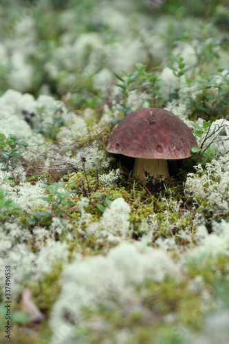 porcini mushroom grows in the wild forest
